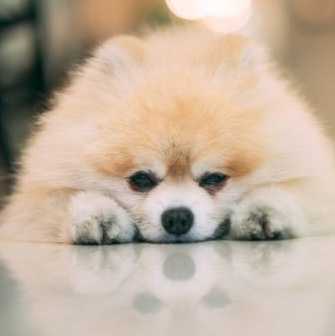 専属カメラマン 雲雀